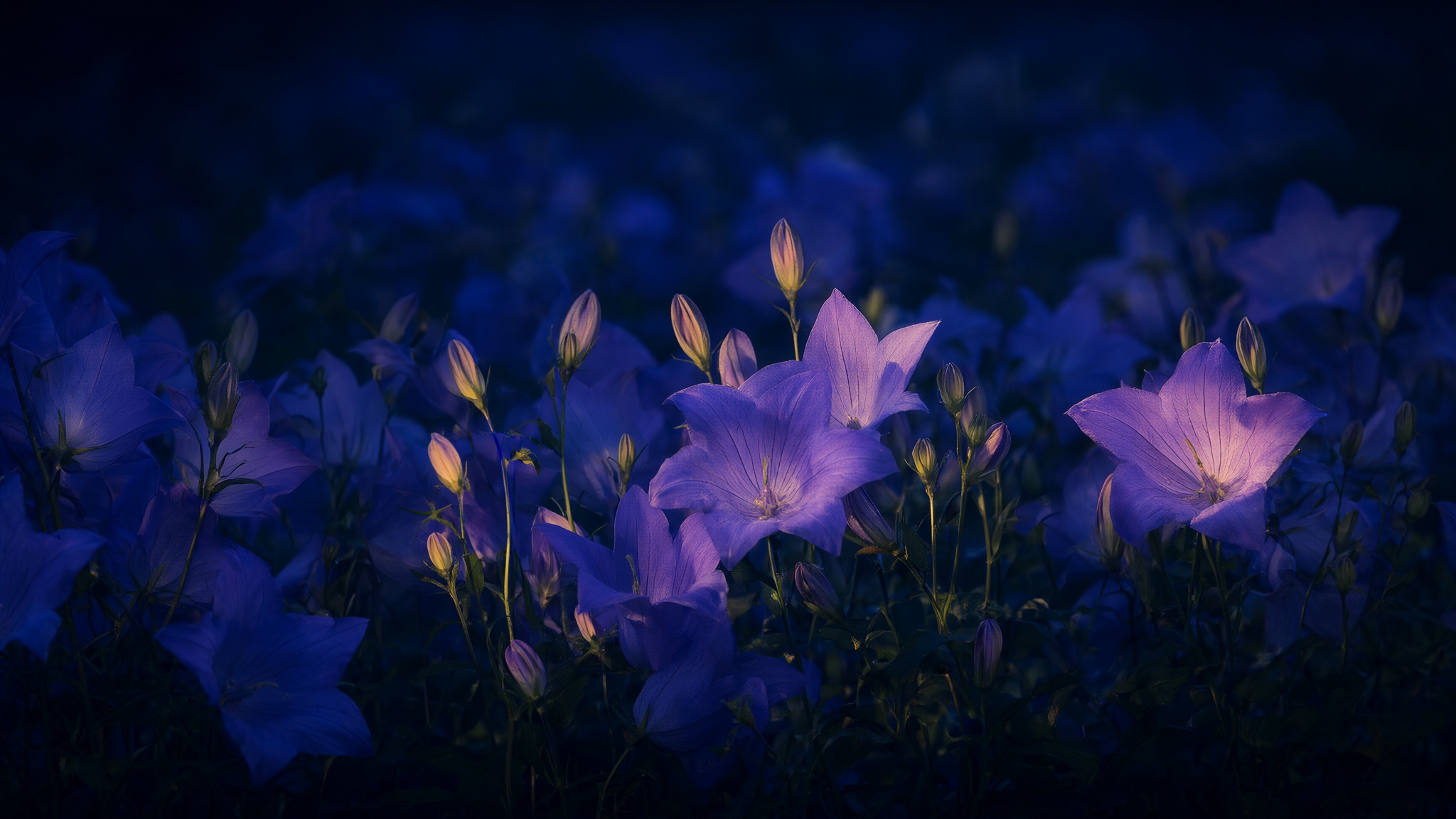 glockenblumen.de – Domain zu verkaufen